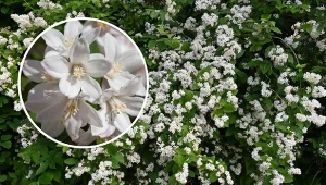 Żylistek szorstki to bardzo dekoracyjny krzew o niewielkich wymaganiach.