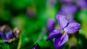 Fiołek wonny (Viola odorata).