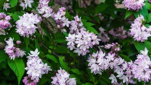 Żylistek różowy (Deutzia × rosea).