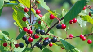 Kruszyna pospolita (Frangula alnus) to krzew, który doceniany jest przede wszystkim za właściwości lecznicze.