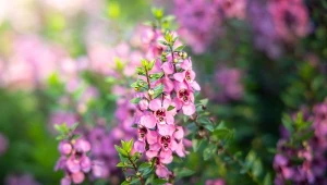 Wawrzynek wilczełyko (Daphne mezereum).