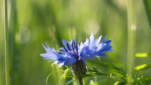 Chaber bławatek (Centaurea cyanus).