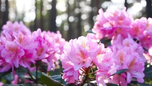 Różanecznik dahurski (Rhododendron dauricum).