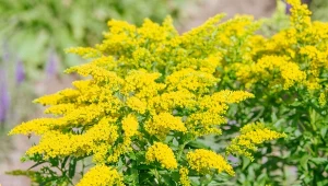 Nawłoć pospolita występuje w stanie naturalnym na terenie całej Polski.