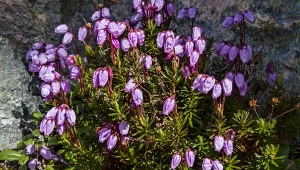 Dabecja kantabryjska (Daboecia cantabrica).