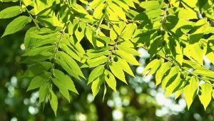 Jesion wyniosły (Fraxinus excelsior).