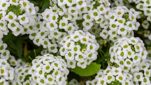 Smagliczka nadmorska nadaje się do uprawy zarówno w gruncie, jak i w donicach.