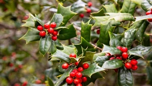 Ostrokrzew kolczasty to zimozielony krzew o pięknych zielonych liściach i czerwonych owocach.