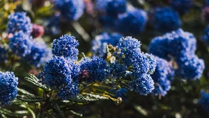 Prusznik to przepiękny krzew wyróżniający się oryginalnymi i pachnącymi kwiatami oraz dekoracyjnymi liśćmi.