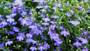 Lobelia przylądkowa, zwana też stroiczką, to piękna roślina, która kwitnie nieprzerwanie przez całe lato.