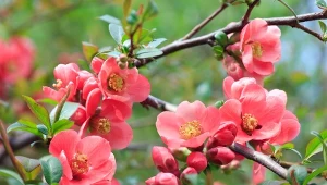 Pigwowiec okazały kwitnie w kwietniu i maju.