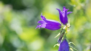 Dzwonek jednostronny (Campanula rapunculoides).