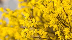 Forsycja pośrednia (Forsythia intermedia).