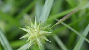 Turzyca Graya doskonale rośnie w pełnym słońcu i półcieniu