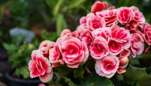 Begonia bulwiasta (Begonia tuberhybrida).