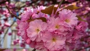 Migdałowiec trójklapowy (Prunus triloba).