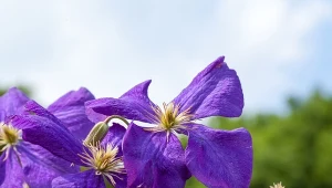 Powojnik (Clematis) „Floral Dance”.