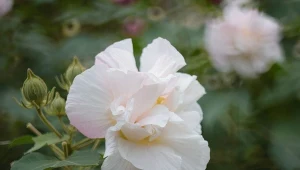 Ketmia syryjska „White Chiffon”.