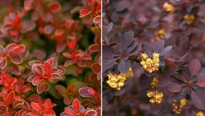 Berberys Thunberga to jeden z najpiękniejszych krzewów ozdobnych.