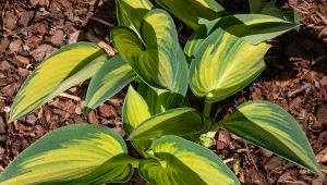 Funkia „Gypsy Lemon” ma pięknie wybarwione liście.