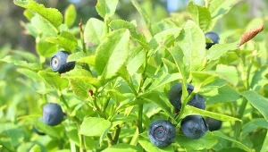 Borówka czarna występuje pospolicie w całej Polsce głównie w lasach sosnowych i świerkowych.