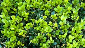 Bukszpan to rodzaj skupiający ok. 100 różnych gatunków.