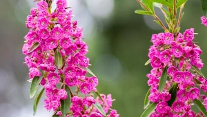 Kalmia wąskolistna (Kalmia angustifolia).