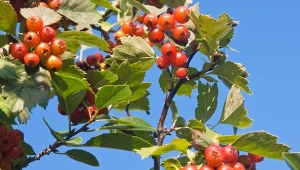 Głóg pośredni (Crataegus media).
