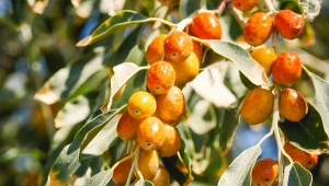 Oliwnik wąskolistny (Elaeagnus angustifolia).