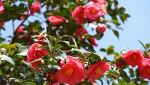 Kamelia japońska (Camellia japonica) to efektowny i bardzo ozdobny krzew.