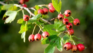 Głóg dwuszyjkowy wyróżnia się dekoracyjnymi owocami.