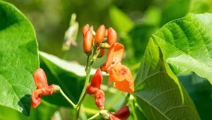 Fasola wielokwiatowa (Phaseolus coccineus).
