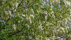 Robinia akacjowa to drzewo, które może osiągnąć nawet 25 m wysokości.