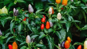 Naga Jolokia (Capsicum chinense x frutescens).