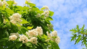 Surmia żółtokwiatowa (Catalpa ovata).