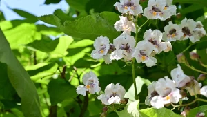 Surmia zwyczajna (Catalpa bignonioides).