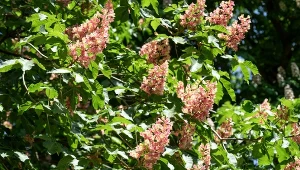 Kasztanowiec czerwony (Aesculus carnea).