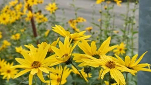 Słonecznik bulwiasty jest ozdobną byliną o jadalnych bulwach.