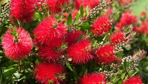 Kuflik to ciekawy krzew, którego niezwykłe kwiaty wyglądają jak szczotki do mycia butelek.