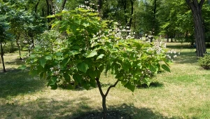 Surmia wielkokwiatowa uprawiana jest jako drzewo ozdobne.