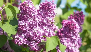 Lilak pospolity, nazywany potocznie bzem, to jeden z najpiękniejszych krzewów uprawianych w ogrodach.