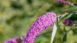 Budleja Dawida przyciąga wzrok pięknymi kwiatostanami.