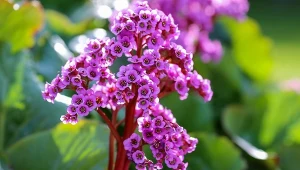 Bergenia sercolistna to niewymagająca bylina o dekoracyjnych kwiatach.