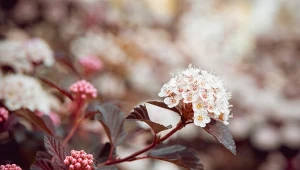 Kalina wonna wyróżnia się mocno pachnącymi kwiatami.