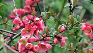 Pigwowiec japoński jest doceniany za piękne kwiaty i jadalne owoce.