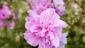 Ketmia syryjska „Pink Chiffon”.