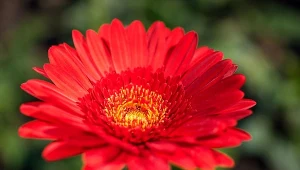 Gerbery to kwiaty należące do grupy astrowatych.