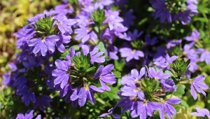 Scewola zawdzięcza swoją popularność drobnym kwiatom w intensywnych kolorach.