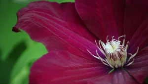 Powojnik „Jan III Sobieski” (Clematis).