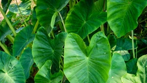 Kolokazję jadalną (Colocasia esculenta) spotykamy w tropikalnej Azji.